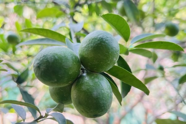 Bunch of Lime